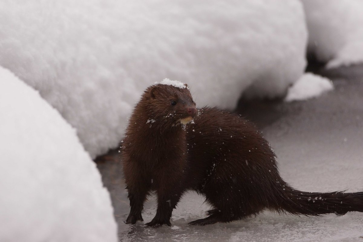 Полярная норка