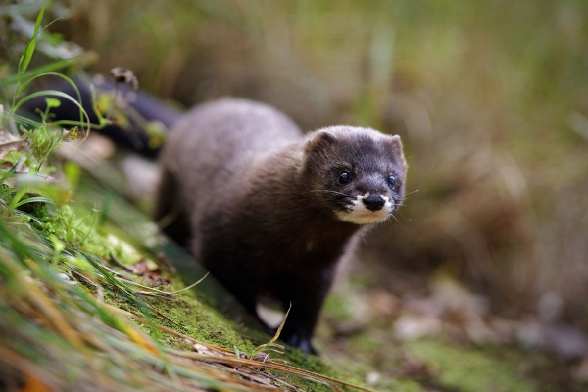 Американская норка (Mustela Vison)
