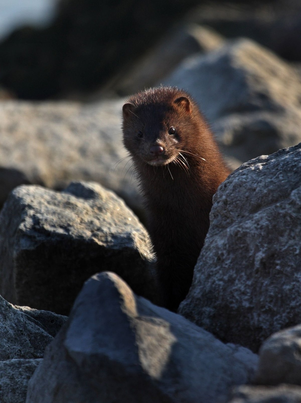 Европейская норка