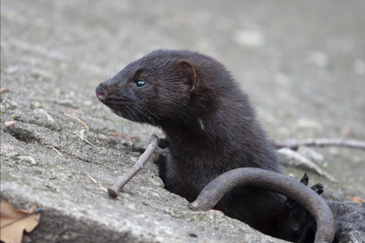 Дикая норка