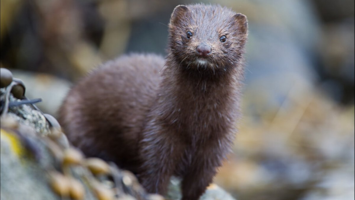 Норка Сибирская