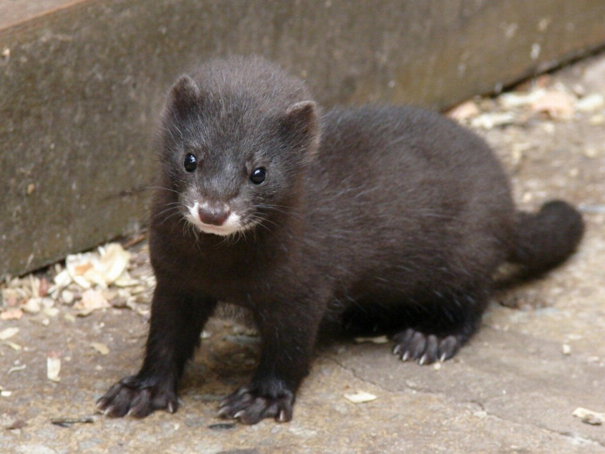 Канадская норка зверек