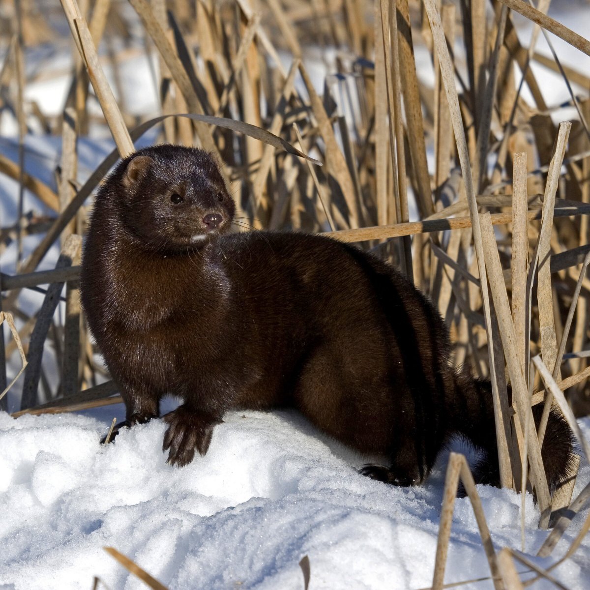 Европейская норка, барсук