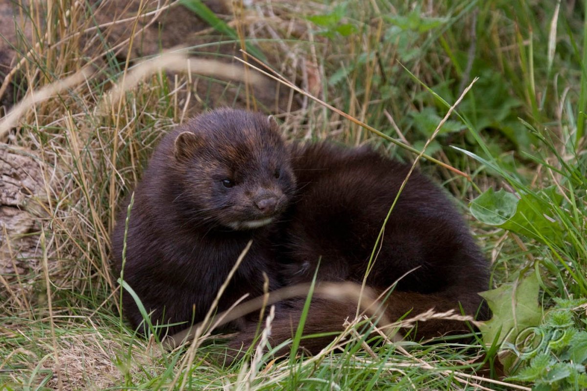 Американская норка Командорские