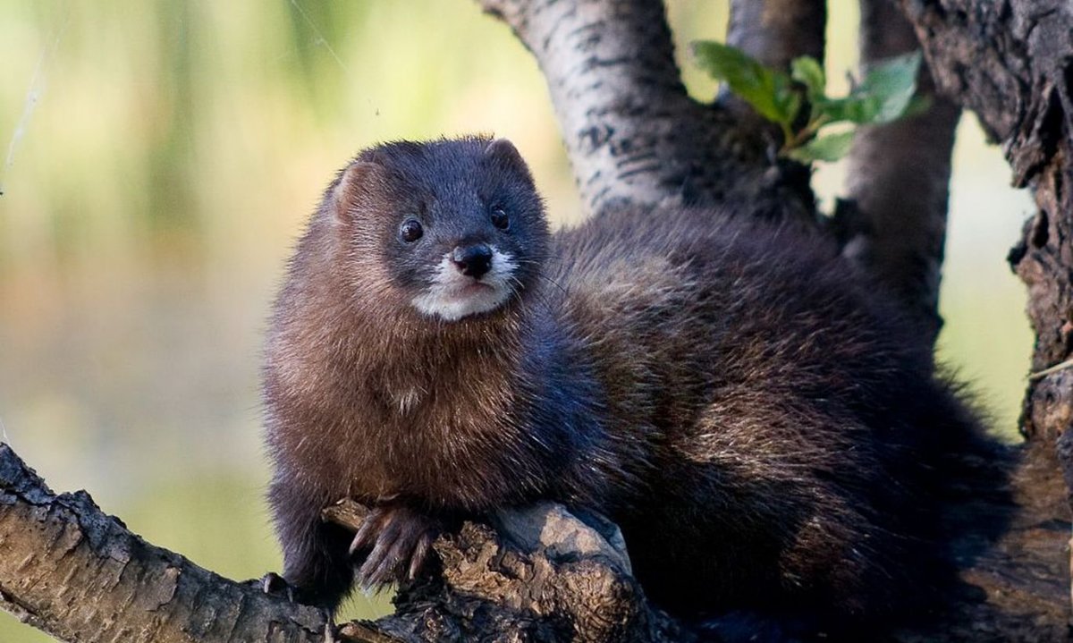 Европейская норка Чувашия