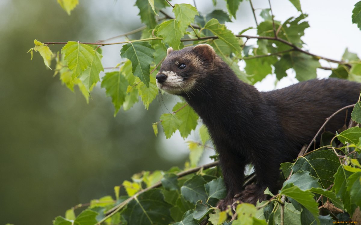 Черный Лесной хорек