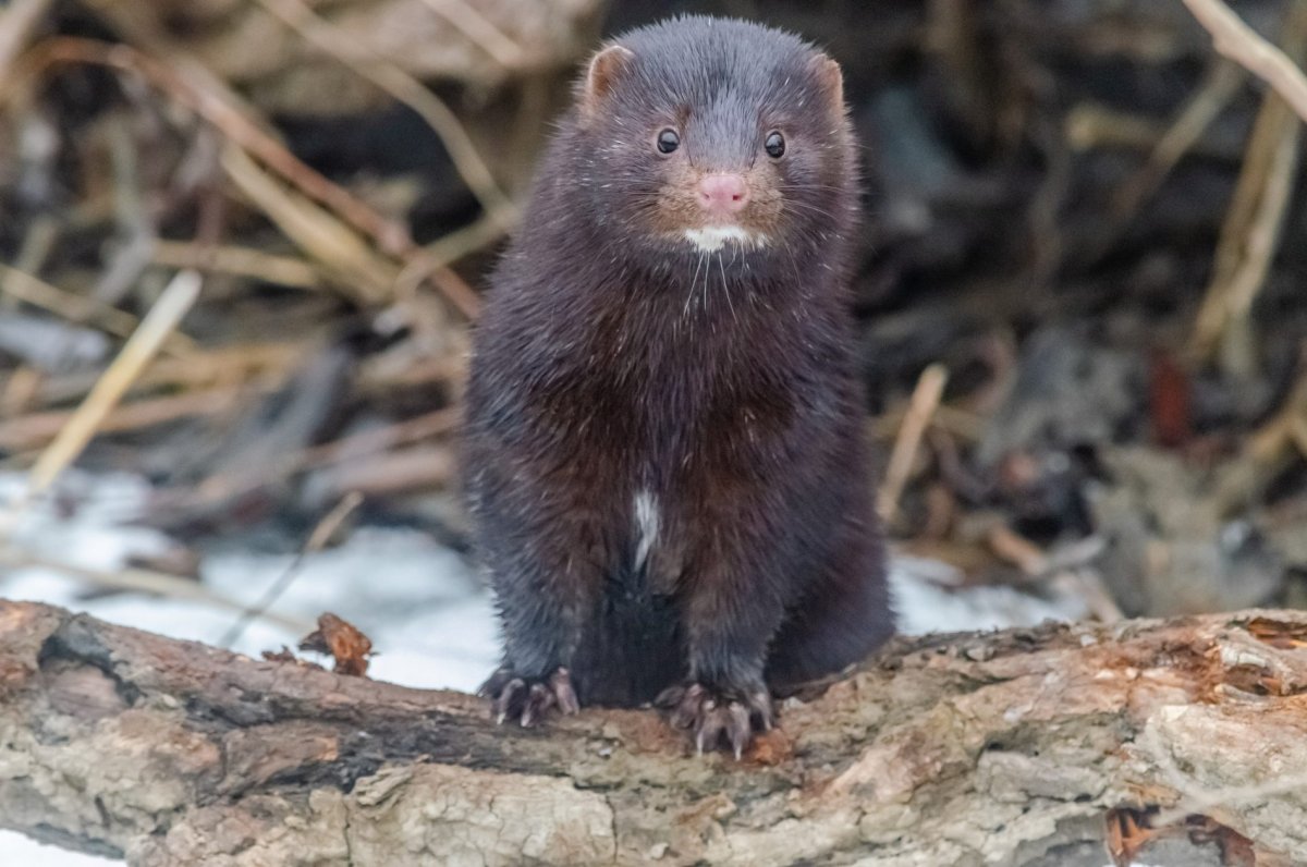 Норка Астраханская