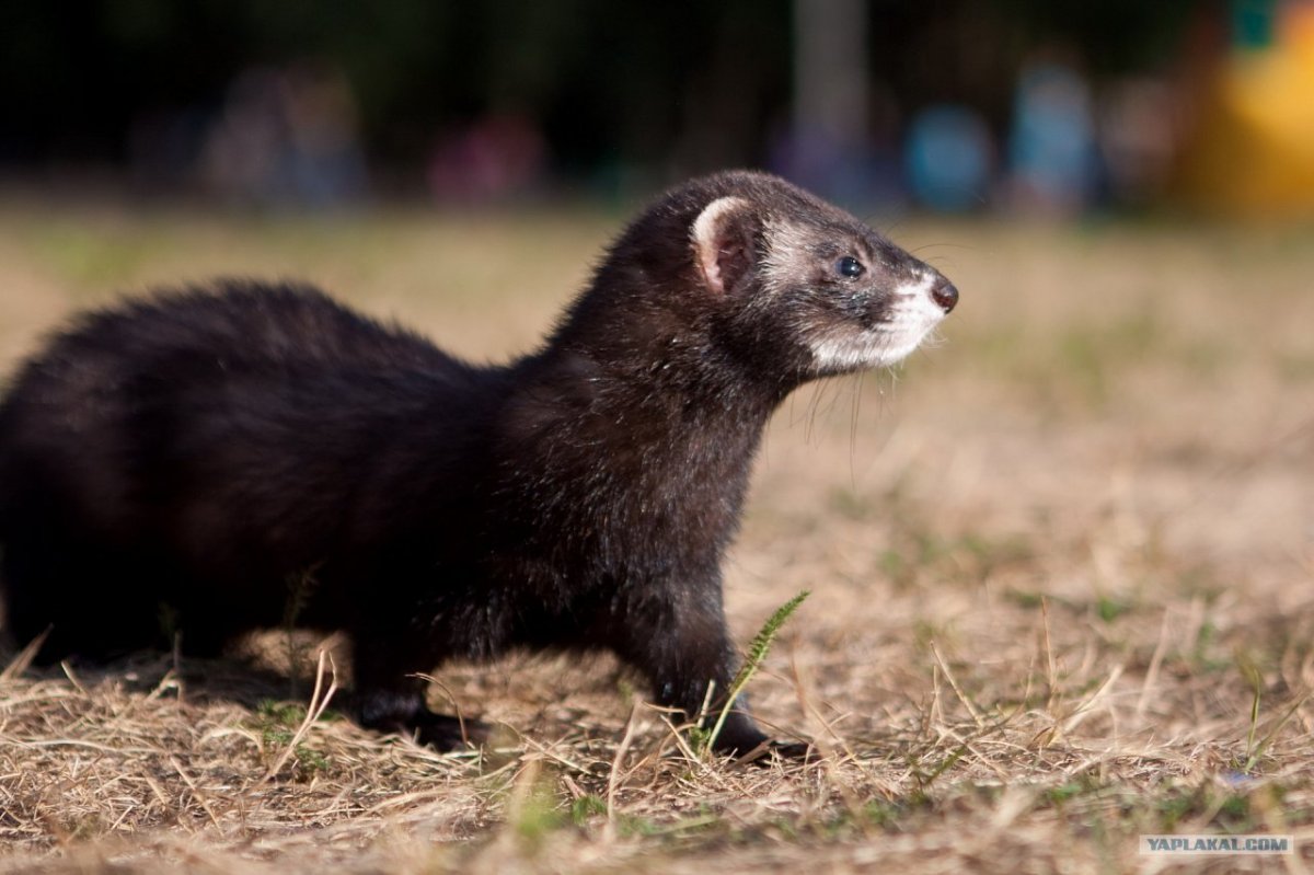 Хорь Лесной Mustela putorius