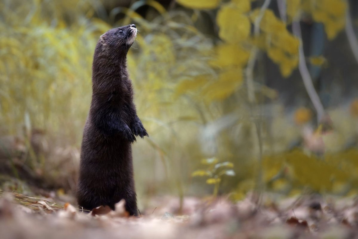 Кавказская европейская норка охрана