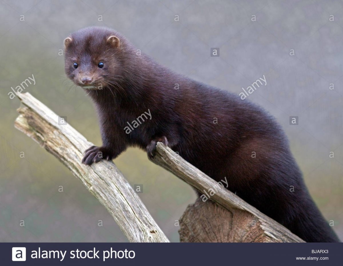 Американская норка (Mustela Vison)