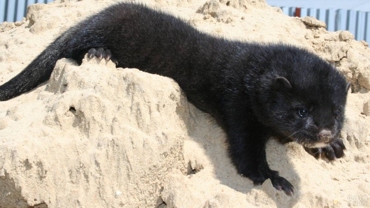 Норка зверек