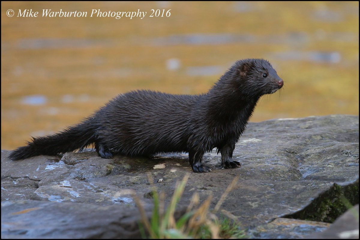 Ласка и норка американская