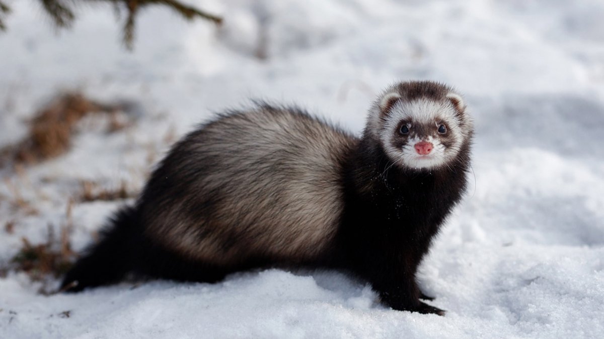 Соболь норка куница