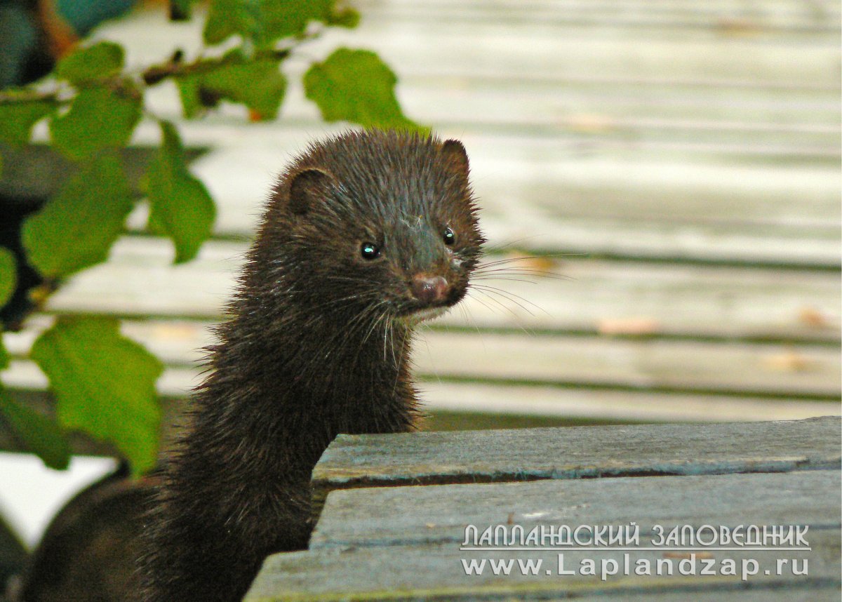 Норка зверек Республика Мордовия