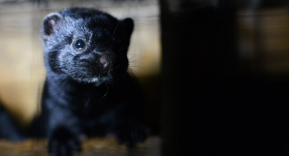 Норка черная щенок