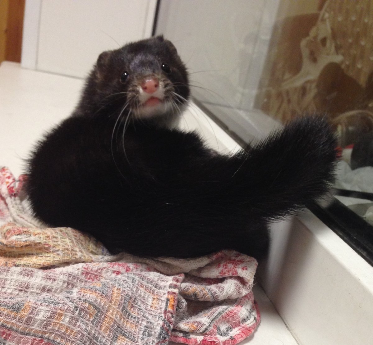 Норка ночка