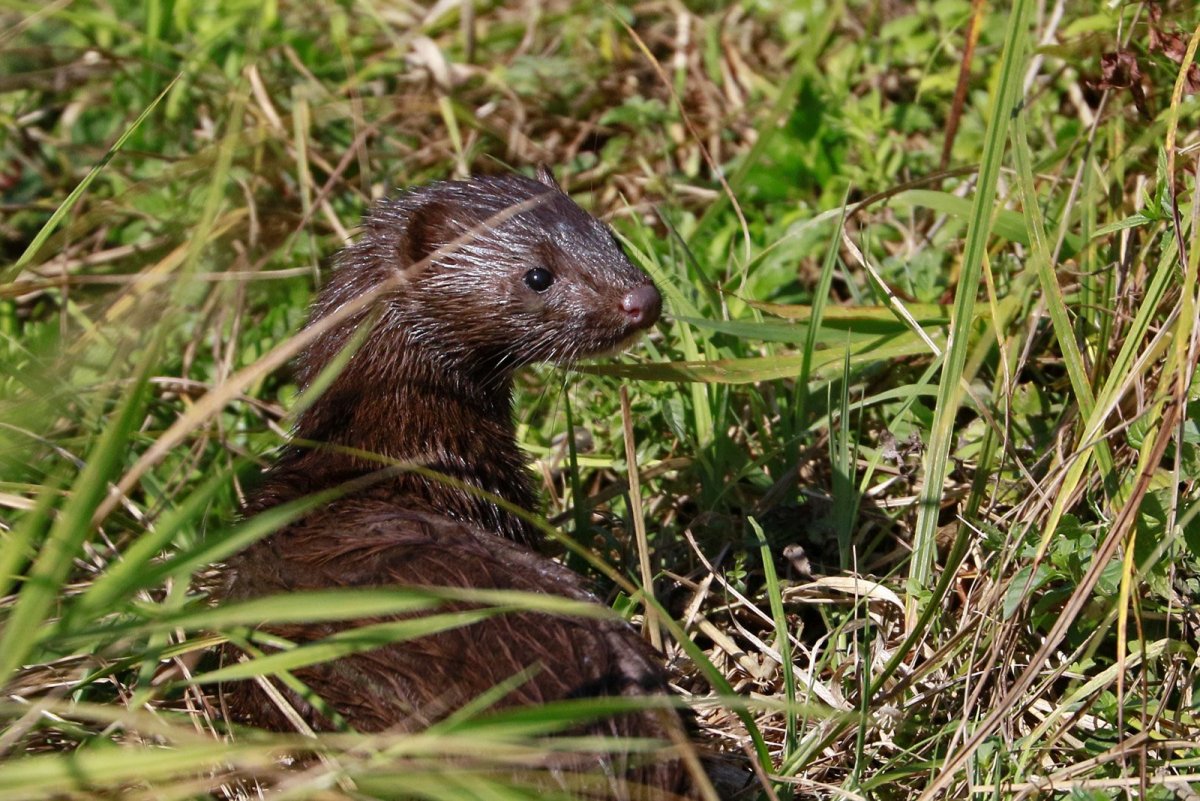 Американская норка Командорские