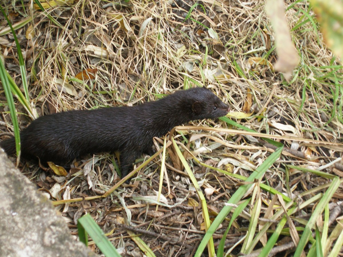 Черный зверек в лесу