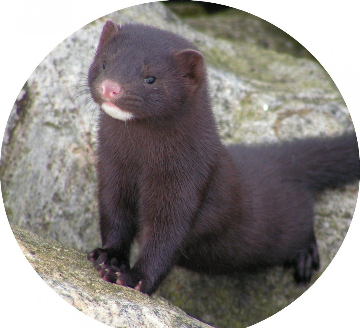 Уральская норка