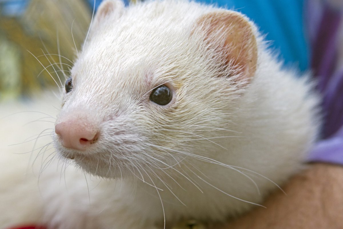 Фретка альбинос