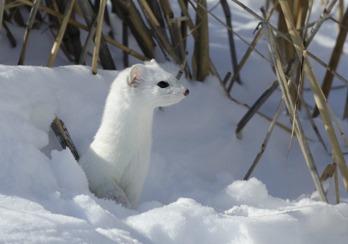 Горностай в Пермском крае