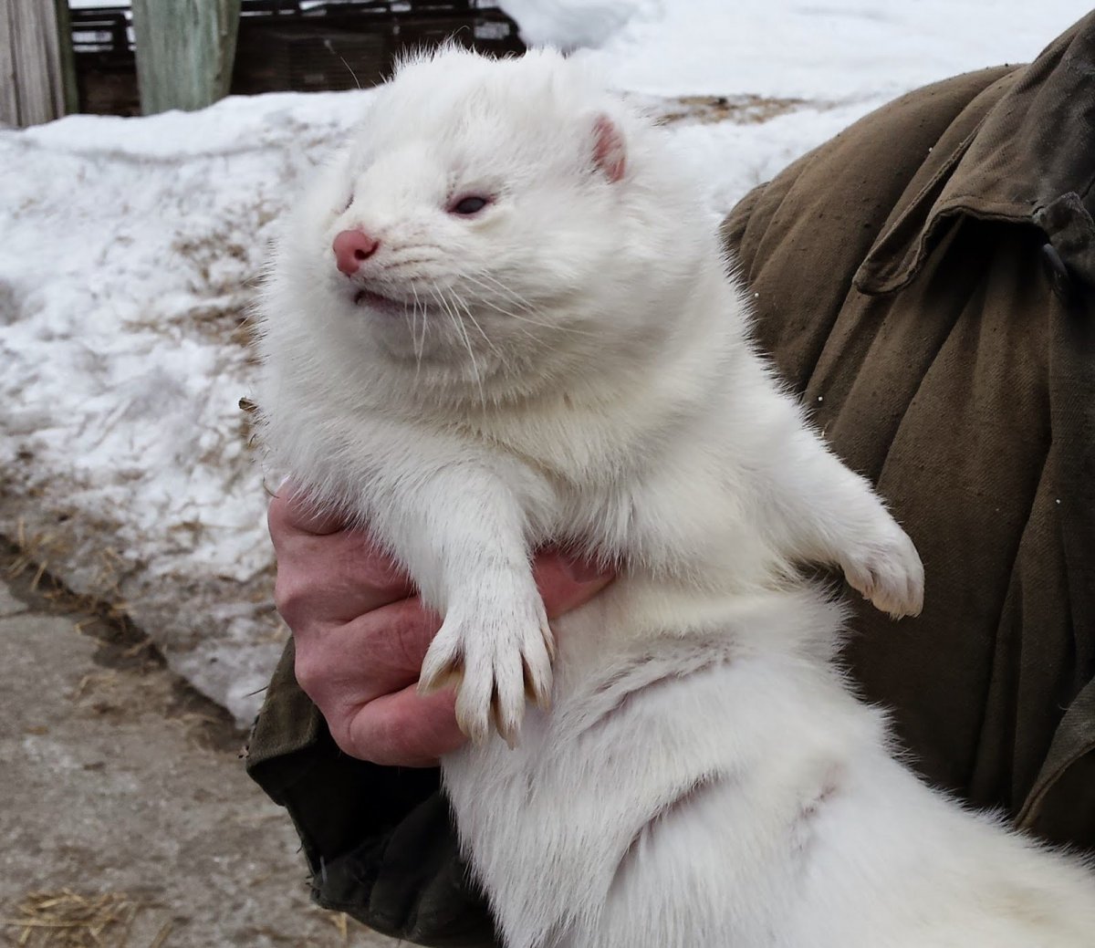 Хонорик белый