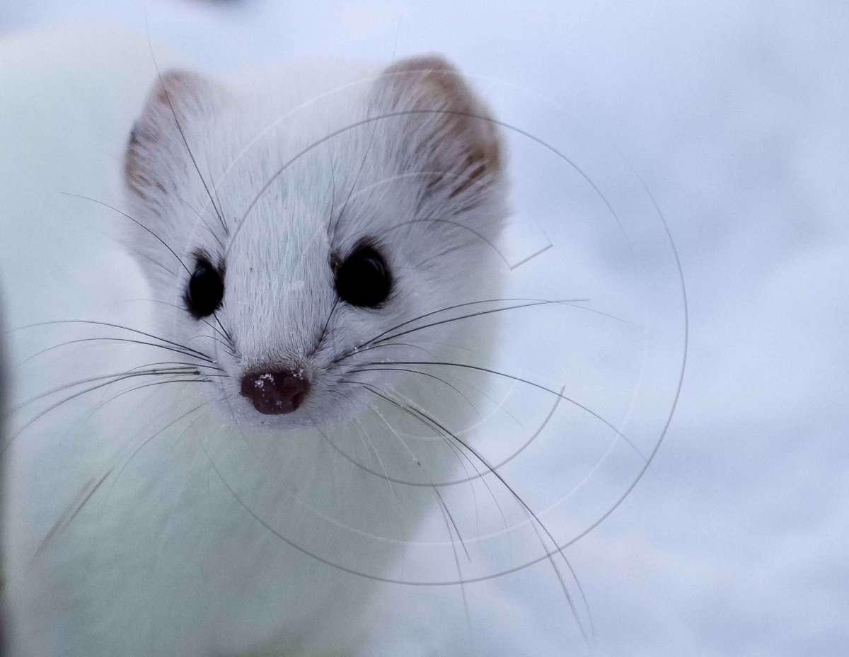 Хорек далматинец