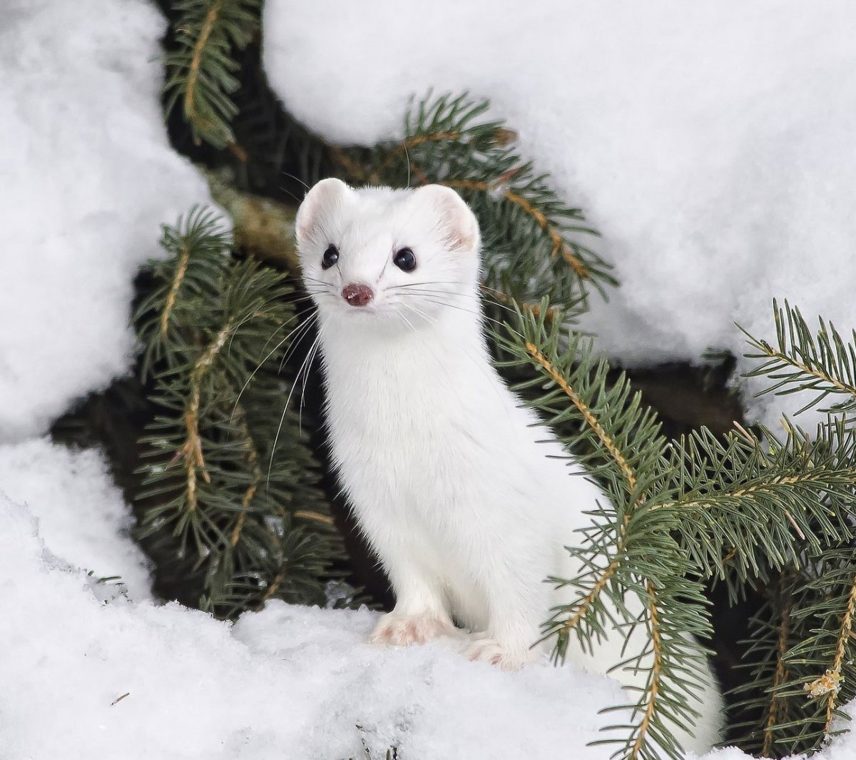 Горностай норка