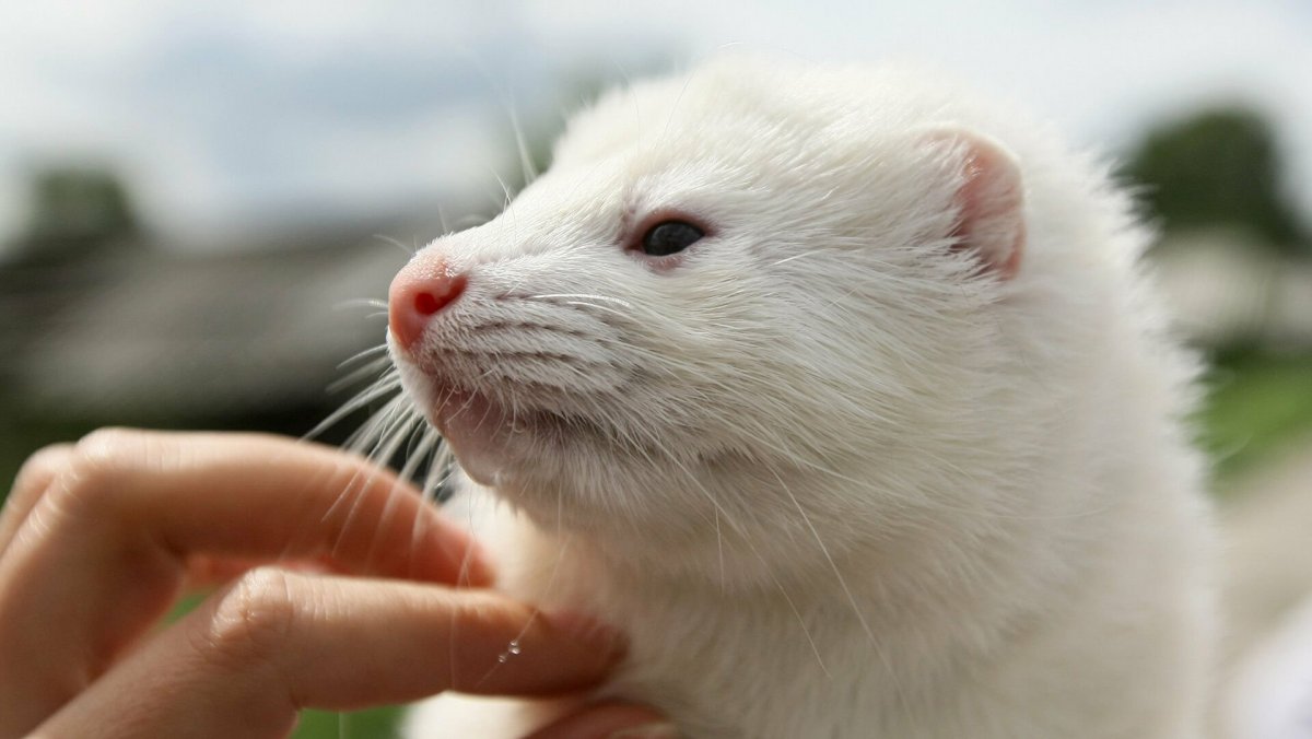 Американская норка белая