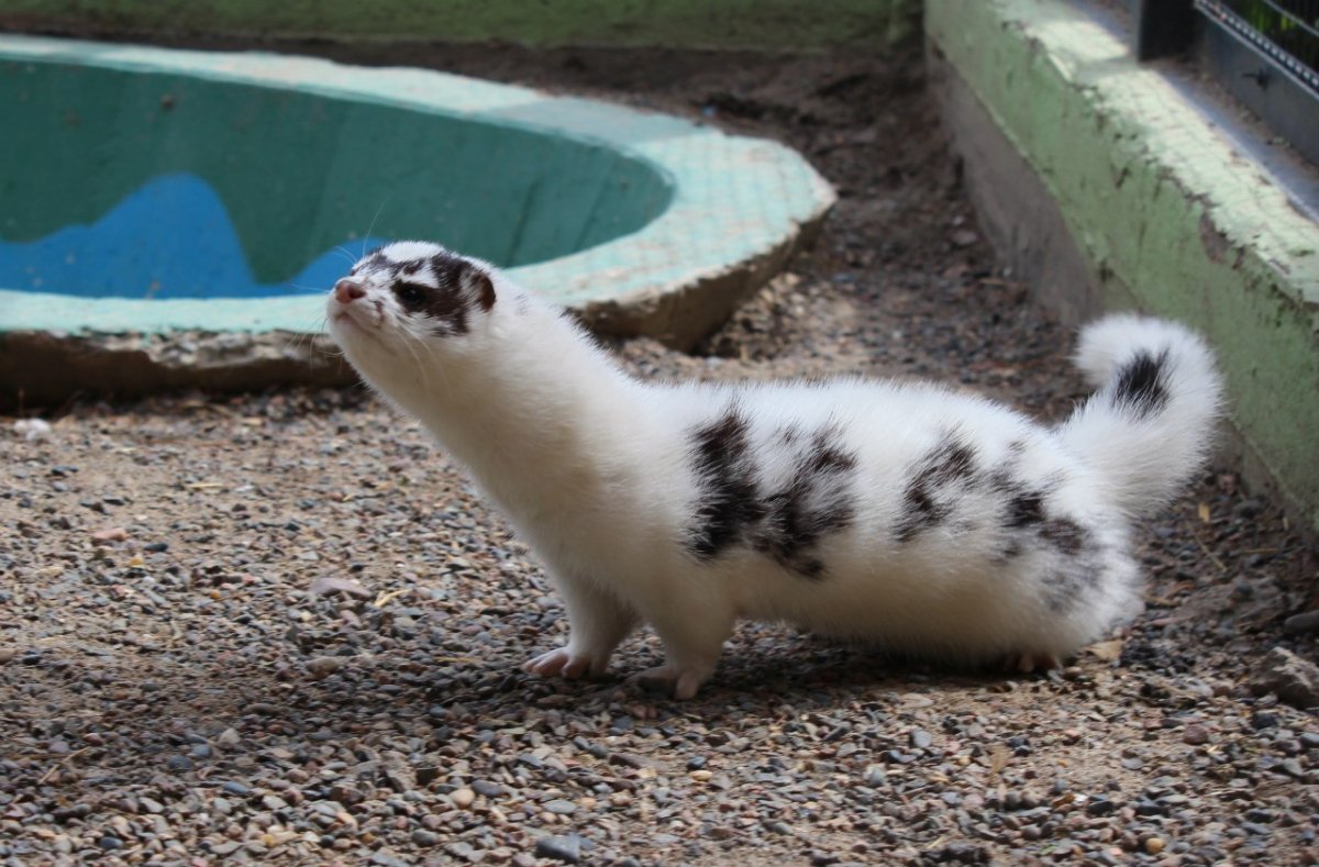 Горностай альбинос