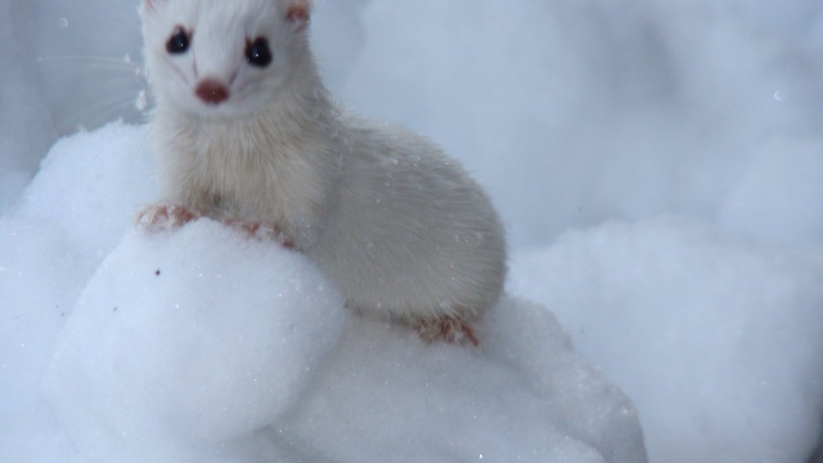 Горностай (Mustela erminea)