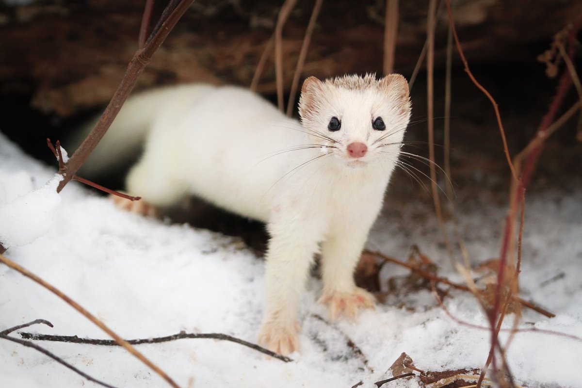 Куница белая