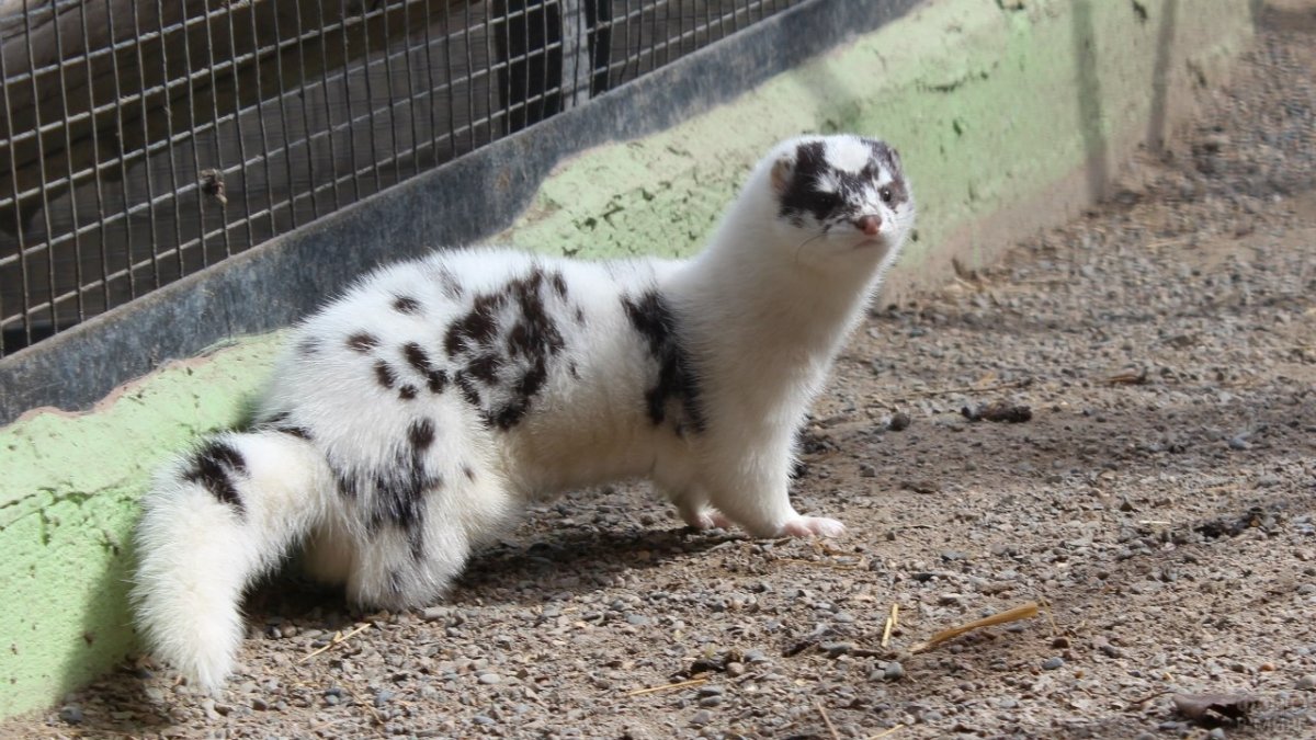 Белая норка зверек