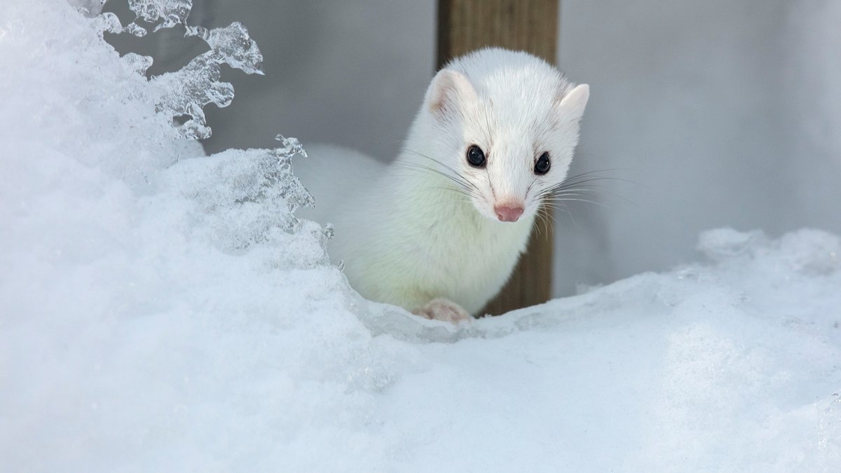 Животные тундры горностай