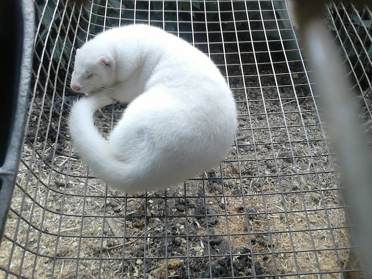 Горностай альбинос