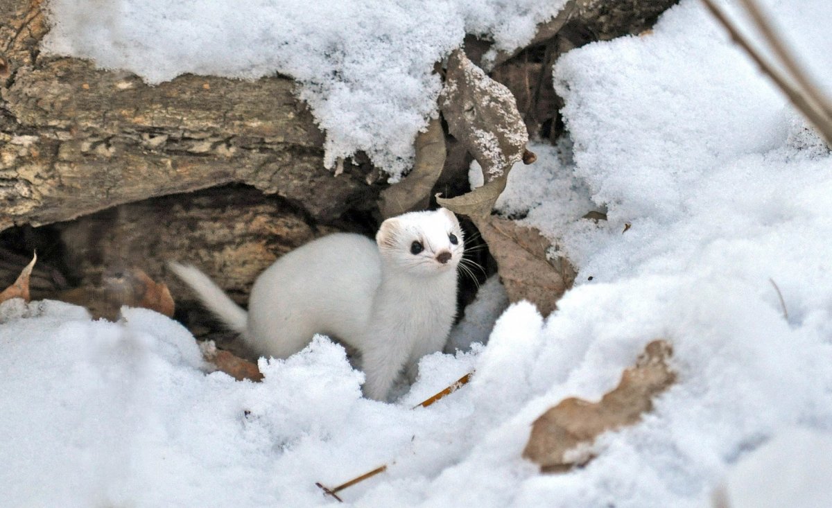 Белый зверек в лесу
