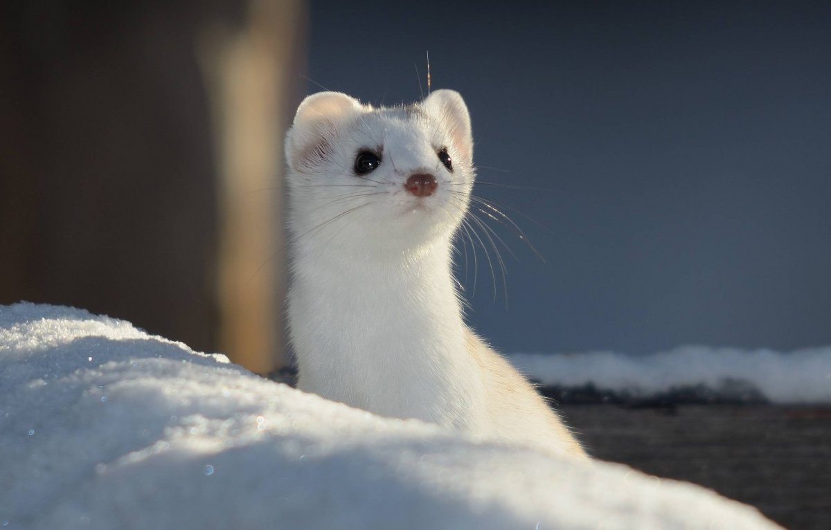 Горностай ласка хорек белый