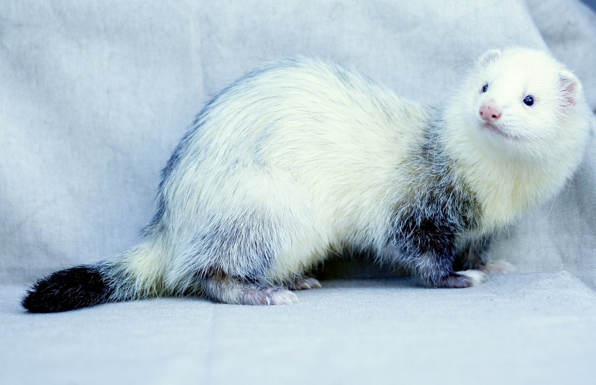 Хонорик белый