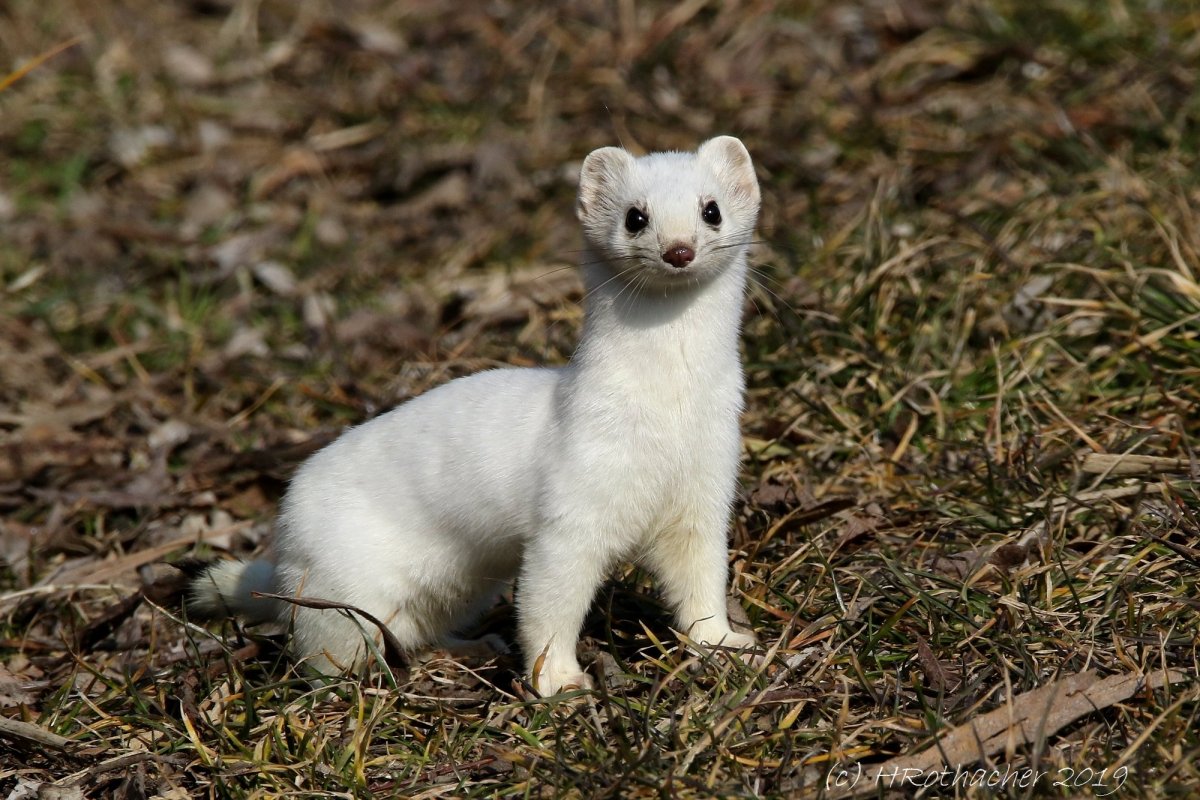 Горностай белый