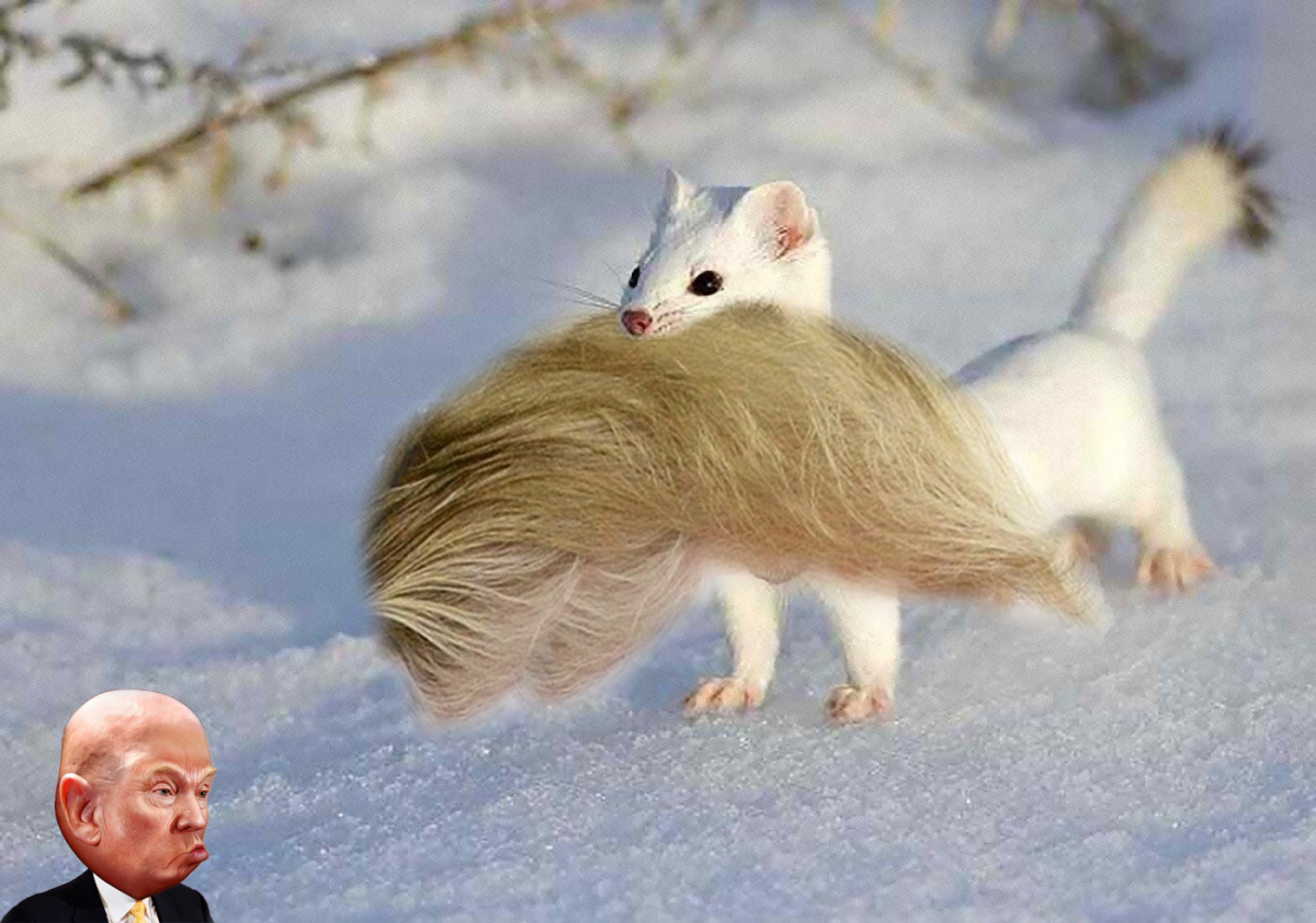 Горностай в Марий Эл