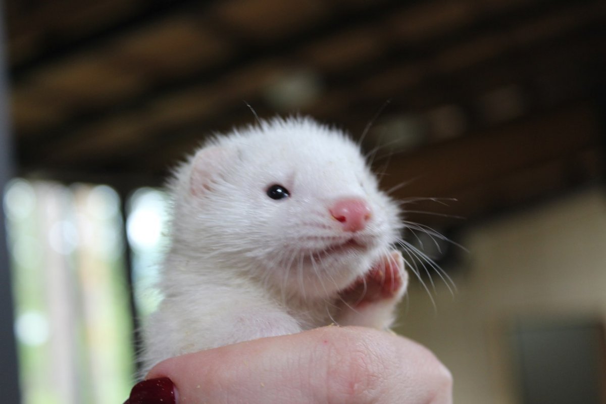 Животное белого цвета