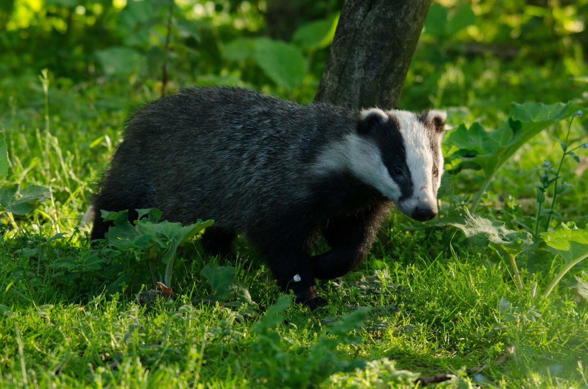 Кавказский барсук