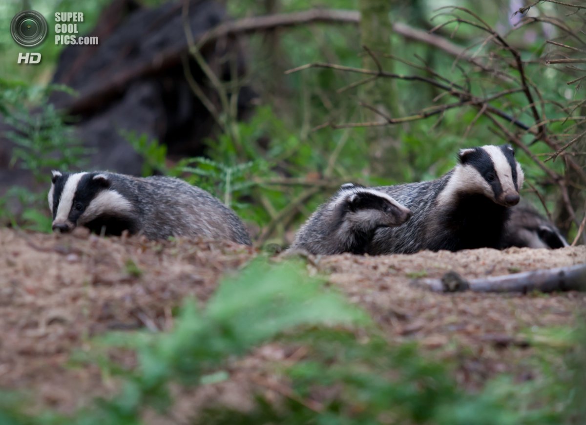 Барсук с потомством