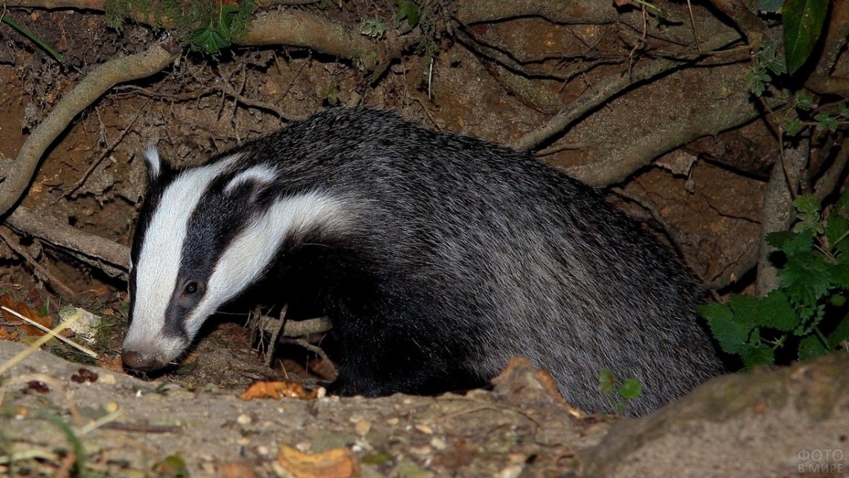Европейский барсук в норе