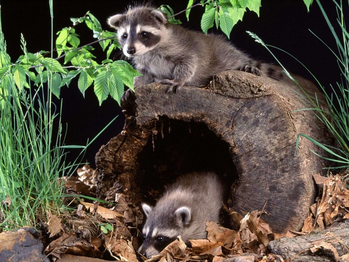 Нора енотовидной собаки