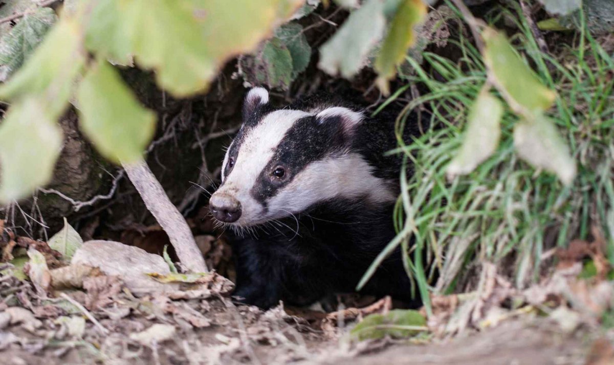 Бирманский барсук