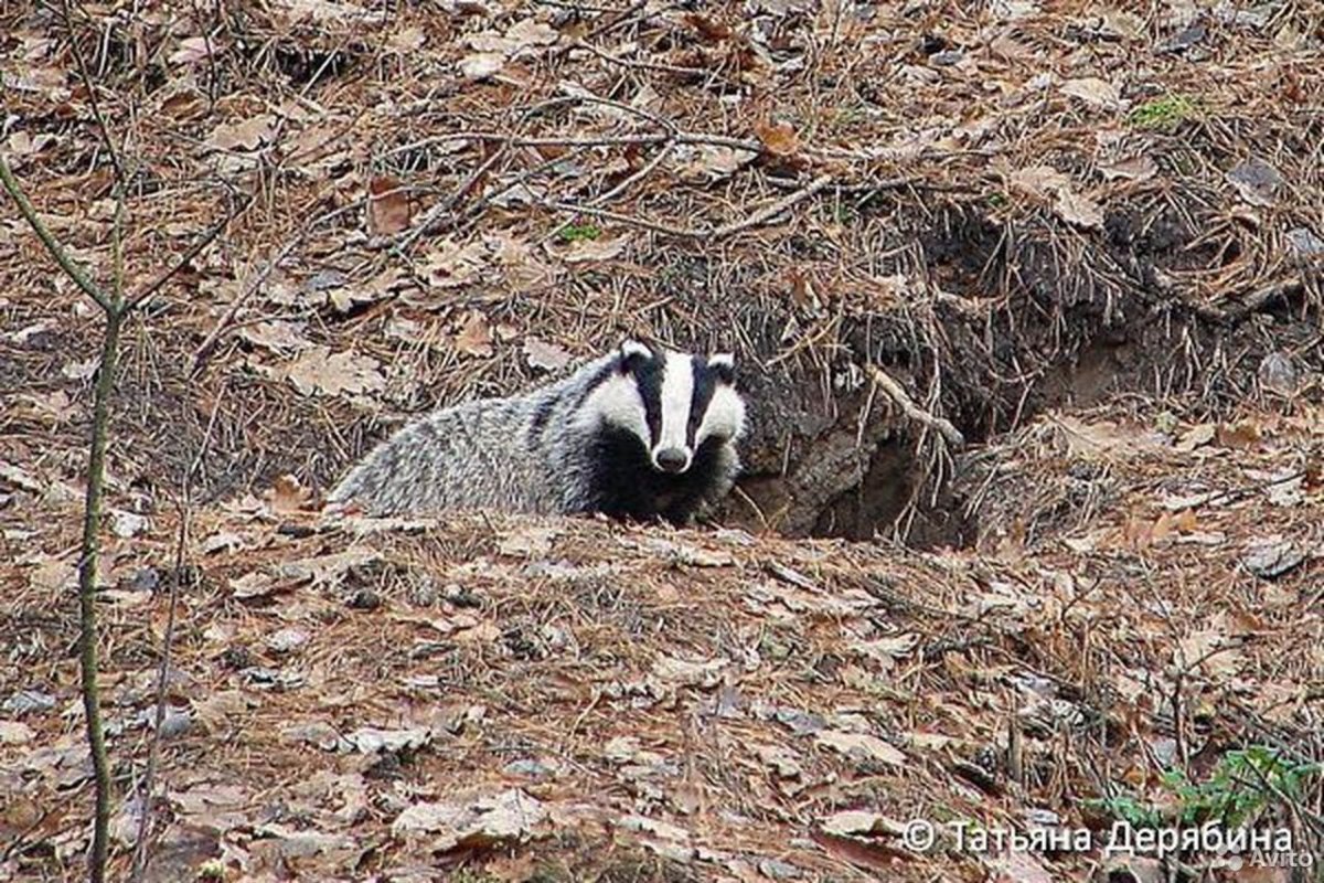 Барсук в лесу у Норы
