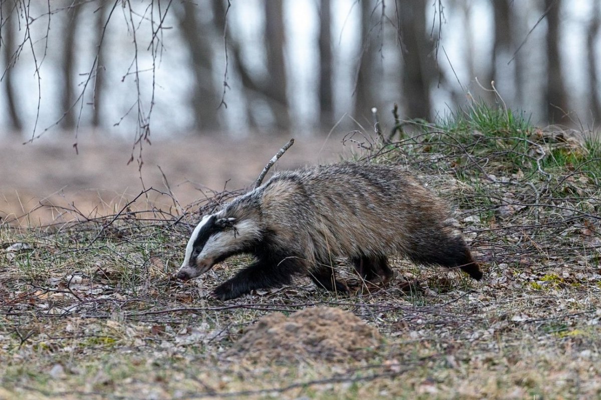 Барсуки в ПМР