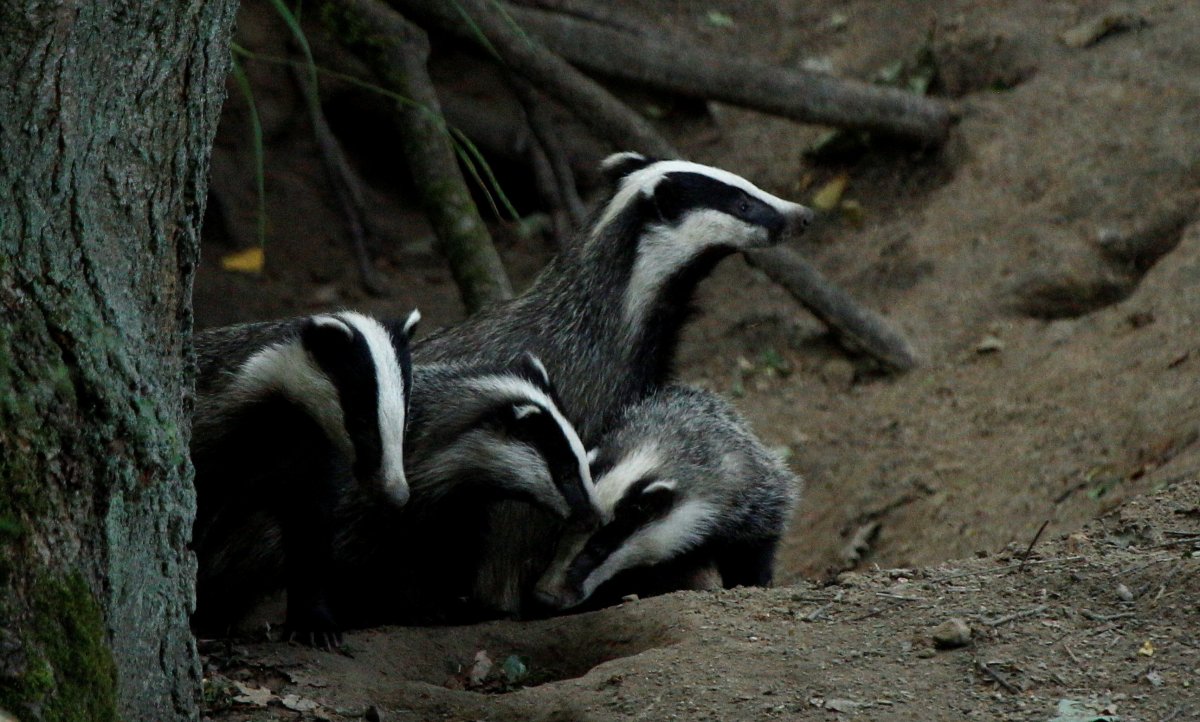 Енотовидный барсук