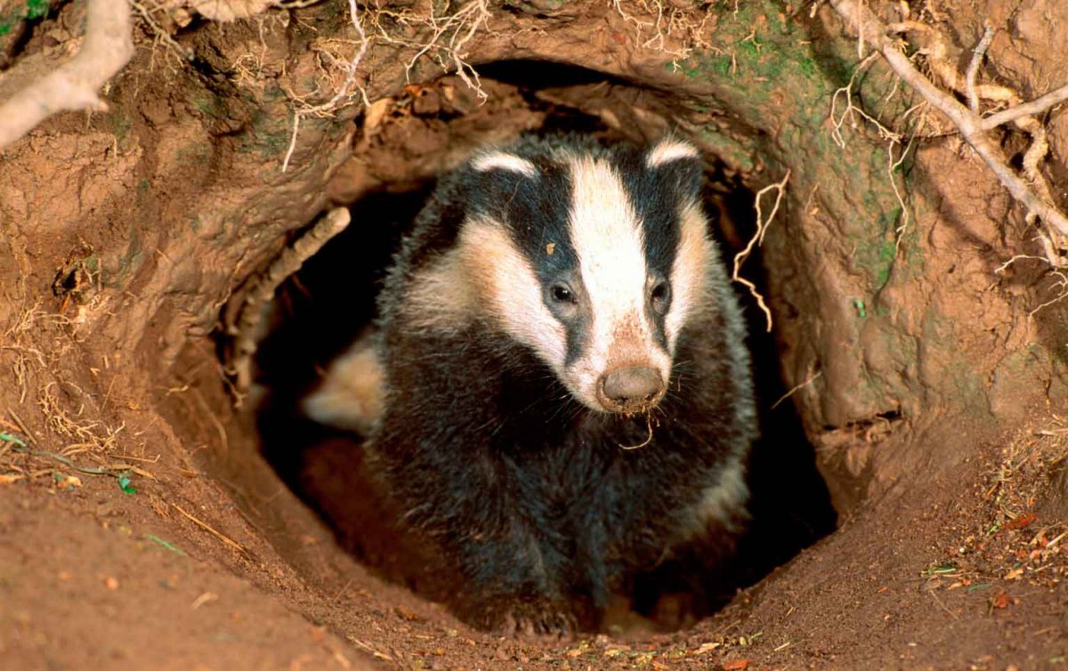 Европейский барсук в норе